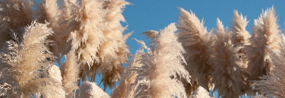 Hoher Ziergras vor blauem Himmel